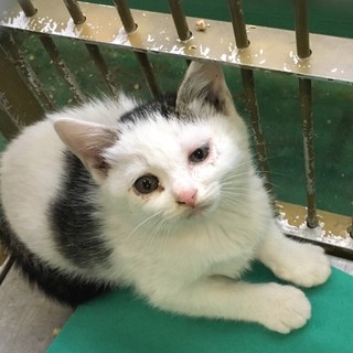 期限11/14！小さな白黒子猫ちゃん
