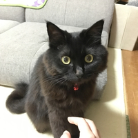 いちょこ