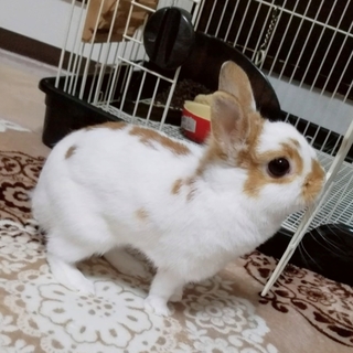 《☆純血》ネザーランドドワーフ(小柄)【血統書付】