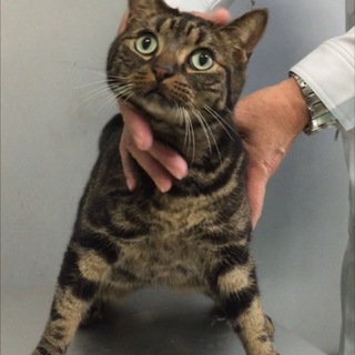 新しい家族ができました！有り難うございます