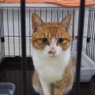 茶白トラ(オス)の里親になってくださる方募集