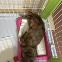 急募です