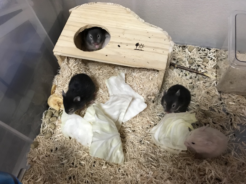 ハムスターの赤ちゃん里親募集 サムネイル1