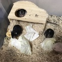ハムスターの赤ちゃん里親募集