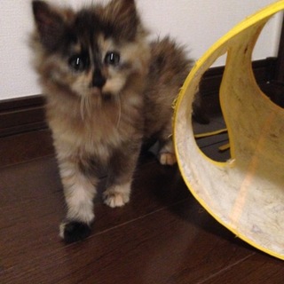 わんぱく姉 くま子ちゃん（サビ）