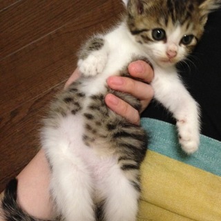 負けず嫌い妹 まる子ちゃん（キジ白）