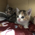 可愛い子猫の兄弟です！
