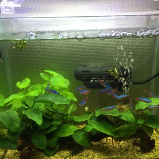 熱帯魚(淡水)生体と水槽30cm一式セット