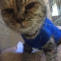 捨てネコのサバちゃん