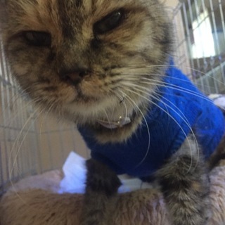 捨てネコのサバちゃん