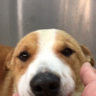 控えめで大人しい男の子