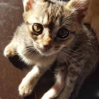 子猫里親募集中！