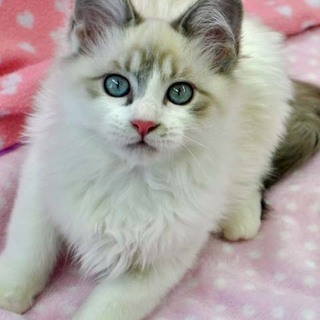 長毛！ラグドール風のしらたまちゃん