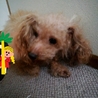 ティーカッププードル ♂ サムネイル2