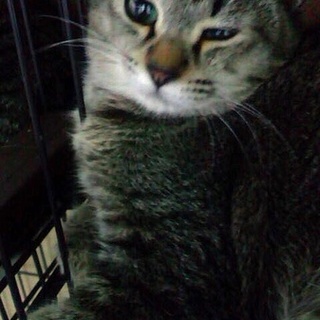 子猫（キジトラ、オス）の里親さま募集