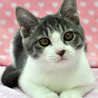 灰白ガールのもなかちゃん