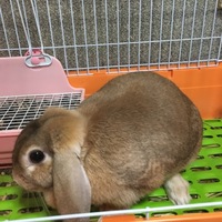 どんちゃん