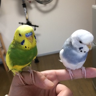 セキセイインコ2羽里親募集中