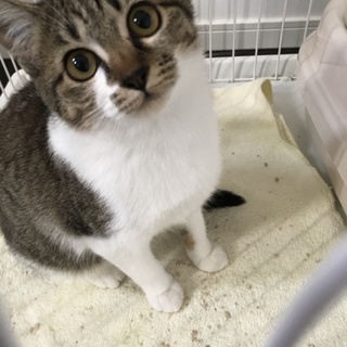 トライアル決定