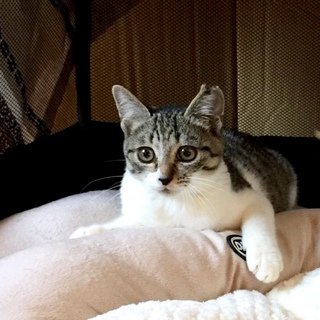 生後３ヶ月のキジ白女子「こまちゃん」里親募集中!!