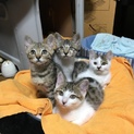 生後二ヶ月の可愛い4兄妹