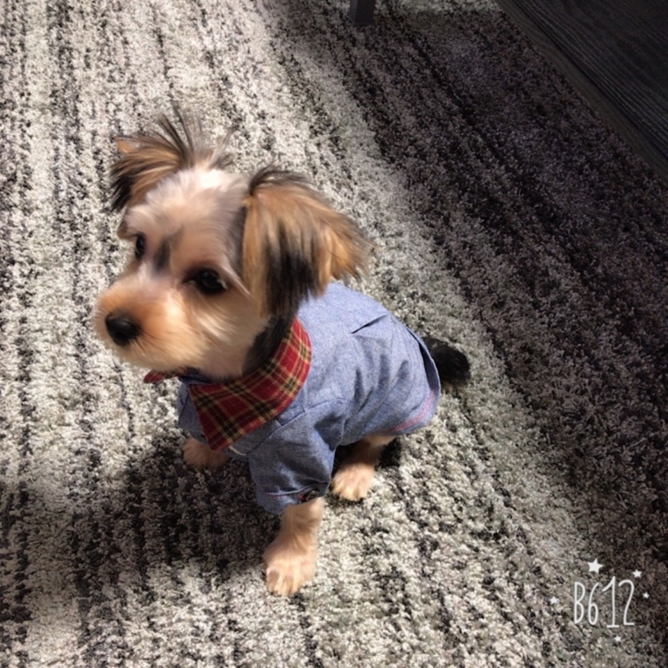 心愛のカバー写真