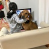 元気いっぱいで甘えん坊なクーンハウンド★ジェイ サムネイル5