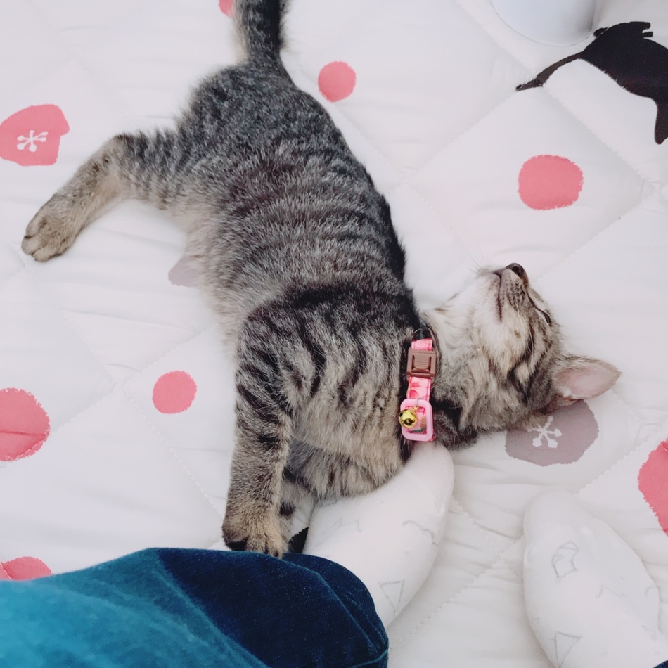 あかねのカバー写真