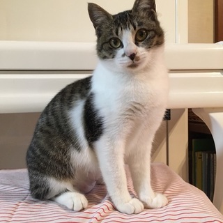 可愛いふんわり女の子です（尻尾長いです♪）