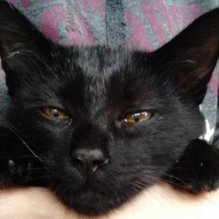 去勢済！里親募集！