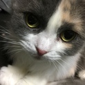 穏やかなスコティッシュフォールドちゃん。