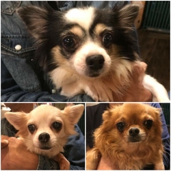 Soeurs 譲渡会 サムネイル2