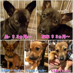 Soeurs 譲渡会 サムネイル3