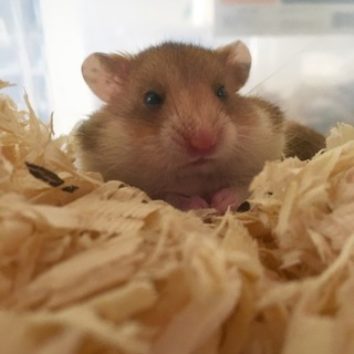 ゴールデンハムスター オスメス