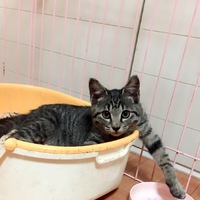 まろ