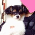 人懐っこいパピヨン