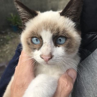 捨て猫います。