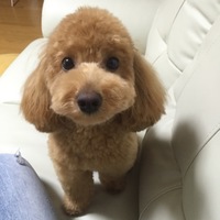はる