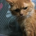 足長マンチカンくん☆