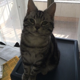 人懐っこいなかなかのイケニャンです❤️