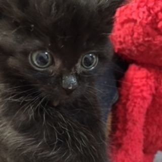 モナミちゃん！