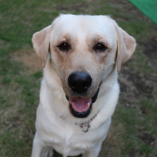 家族ができました、ありがとうございました。