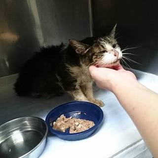 虹の橋を渡りました…盲目のキジ白シニア♀