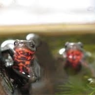 アカハライモリ