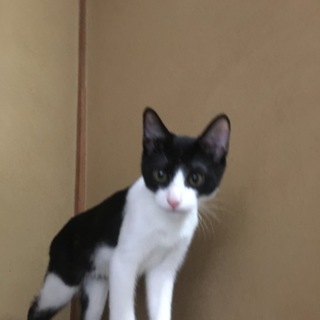子猫  黒白  里親募集