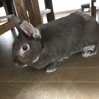 4歳男の子 チョコレートマーチン