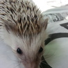ハリネズミの男の子 サムネイル3
