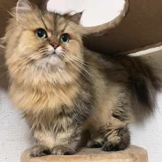 ペルシャ チンチラゴールデンの女の子です。