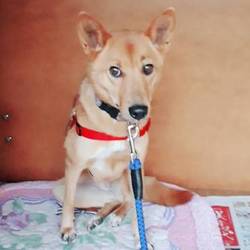 迷子犬チョコちゃんの近況・・・