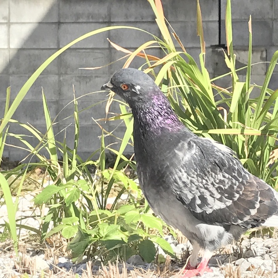 ドバトのカバー写真
